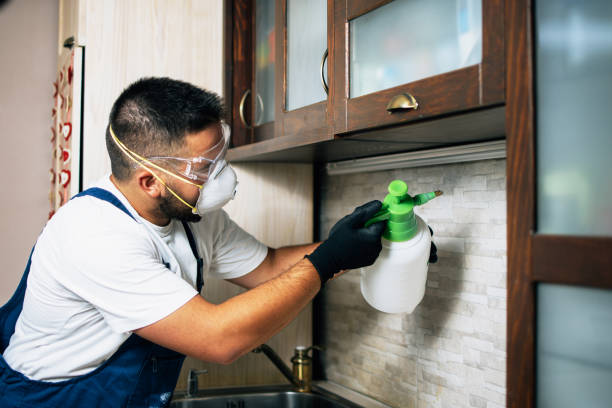 Best Rat Extermination Near Me  in Bellevue, OH