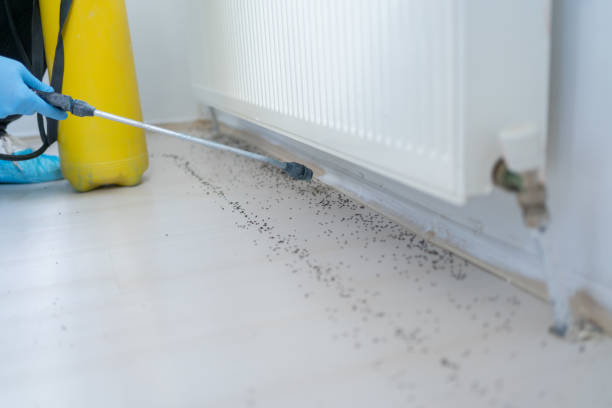 Best Flea Control Services  in Bellevue, OH