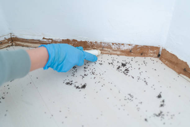 Best Affordable Pest Control Services  in Bellevue, OH